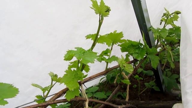 ??Это не хлороз. Почему желтеют листья на винограде? смотреть онлайн