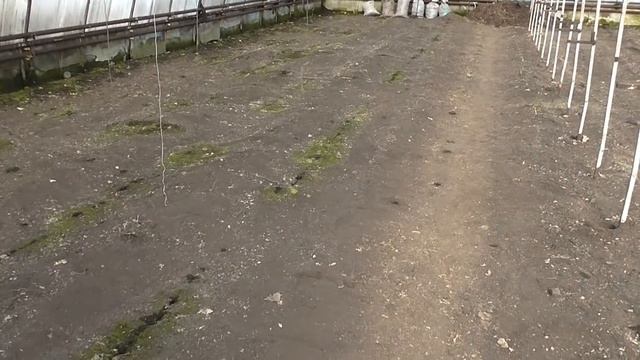 Рассада огурцов. Обработка фитоспорином и АГАТом 25К смотреть онлайн
