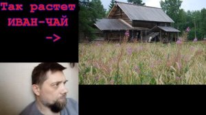 ИВАН-ЧАЙ простой, надежный рецепт как делать. Ферментации для новичков, в домашних условиях.