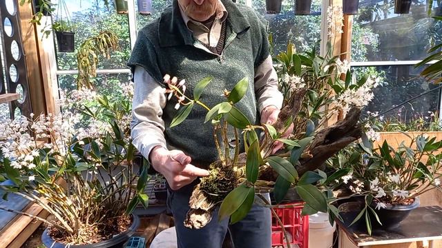 Dendrobium delicatum Orchids, an Australian Native orchid that's easy to grow. смотреть онлайн