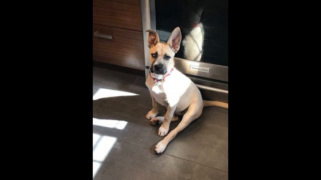 Щенок прожил больше недели без еды и воды смотреть онлайн