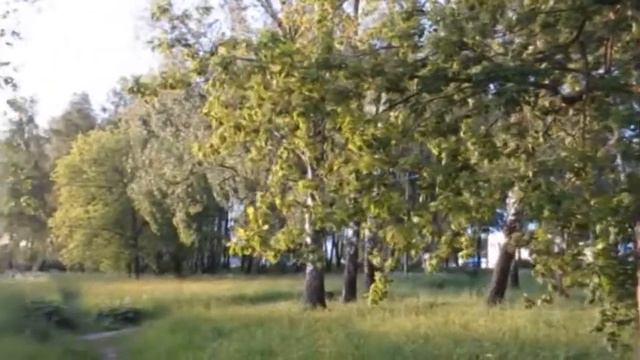 Рощу загубили. Опросов не было. Пусть бы росли деревца. смотреть онлайн