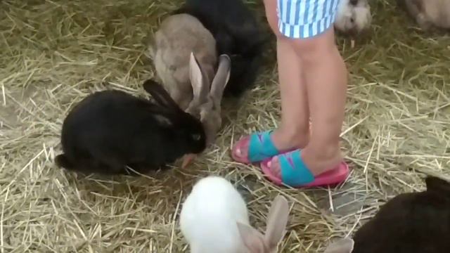 Сочи-Парк. Ролик 17 смотреть онлайн