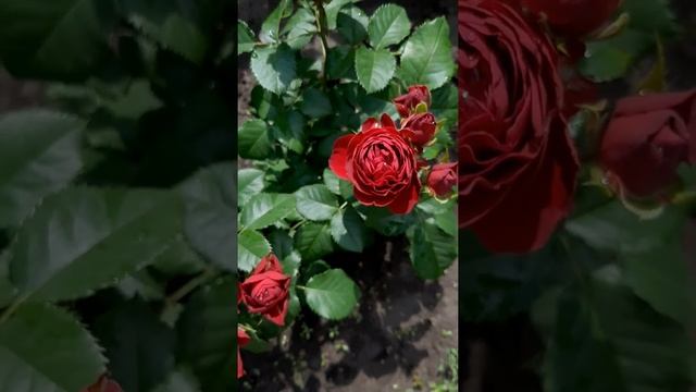 Рэд Лейс Кустовая (Red Lace) смотреть онлайн