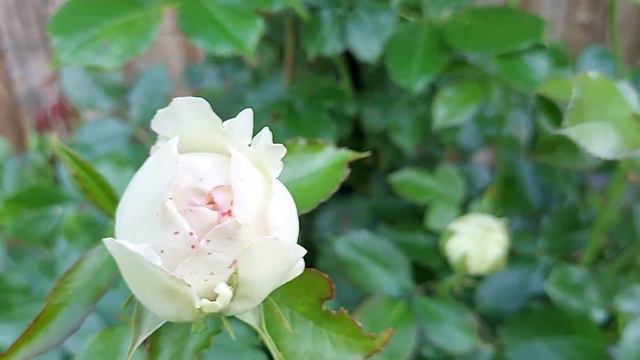 Eden Rose, part 3 смотреть онлайн