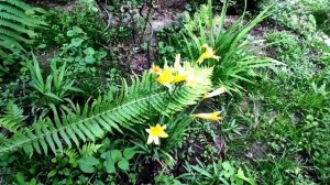 Сад в Подмосковье. Создан руками женщины. Природный стиль сада.