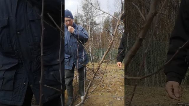 Обрезка груши после подмерзания смотреть онлайн