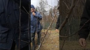 Обрезка  груши после подмерзания