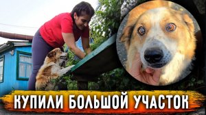 Купили УЧАСТОК! Для передержки животных. Плюс одна собака. Спасибо ВСЕМ. Теперь нужен скорее забор.