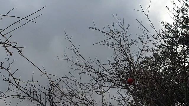 Партенит. Прогулка от Фрунзеского шоссе, д 2 до универсама 'Соседи". 27 ноября смотреть онлайн