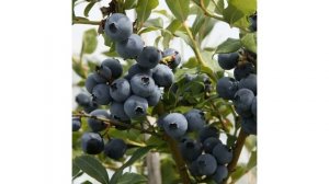 Сорт голубики «Джерси»