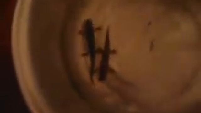 тритон животное.обыкновенный тритон смотреть онлайн