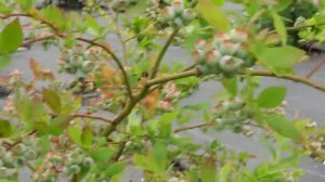 Ягоды ГОЛУБИКИ Будут Крупные и Вкусные Если Сделать Это!