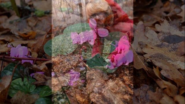 КРЫМСКИЕ ПЕРВОЦВЕТЫ... (Фото из альбомов Полины Морозовой и Евгения Бондаренко (Симферополь)) смотреть онлайн