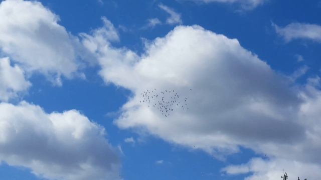 Pigeon Wars, Pigeon Toss смотреть онлайн