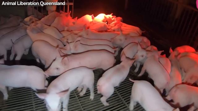 How American Farmers Raise 73 Millions Of Pigs In Barns - Pork Farming
