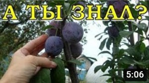 Опадает СЛИВА, почему и ЧТО ДЕЛАТЬ????