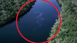 Самая большая змея в мире