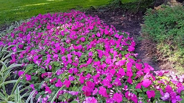 Красота наших бульваров. 21 июня 2023г. смотреть онлайн