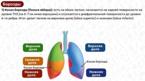 Анатомия лёгких: строение легких, топография легких, доли легких