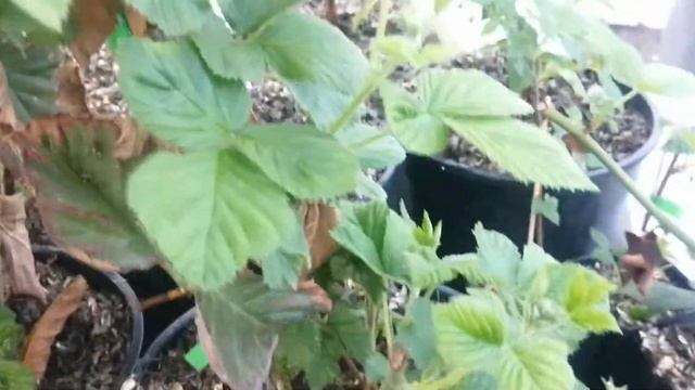 Еживика Hall’s Beauty как отличить подделку или пересорт. ????? смотреть онлайн