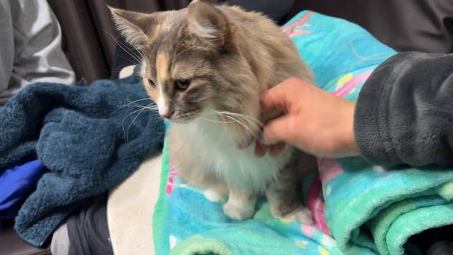 猫にお布団を占領されました！（ノルウェージャンフォレストキャット） смотреть онлайн