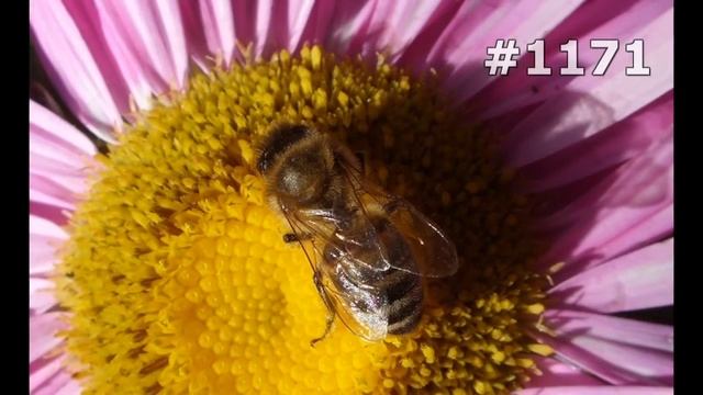 Путешествия с Животными