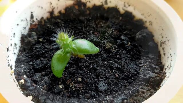 Съедобный кактус опунция. Опыт выращивания. Кактус из семян. смотреть онлайн