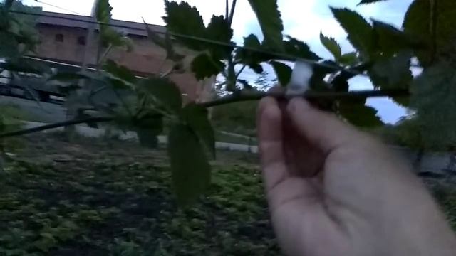 Тапенер- инструмент для подвязки растений смотреть онлайн