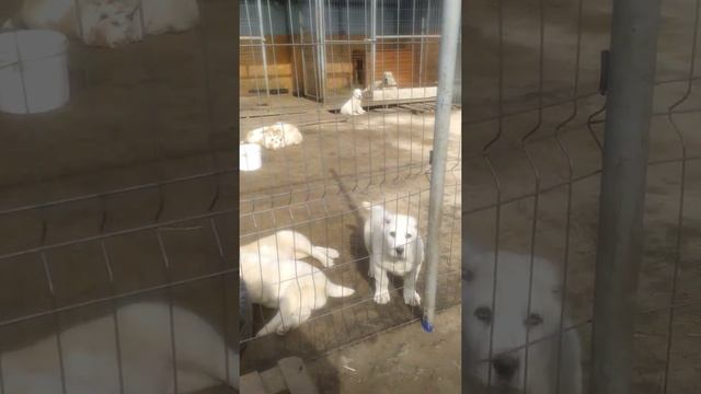 Щенки среднеазиатской овчарки. 2 месяца. продажа. смотреть онлайн