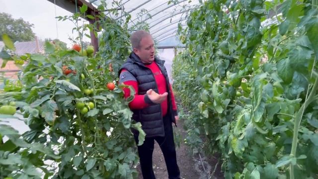 Поздняя посадка томатов… смотреть онлайн