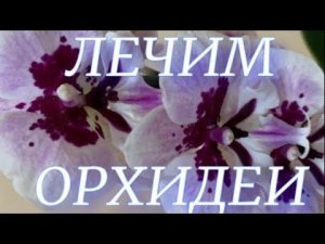 На шее орхидей чёрные пятна, лечим Максимом