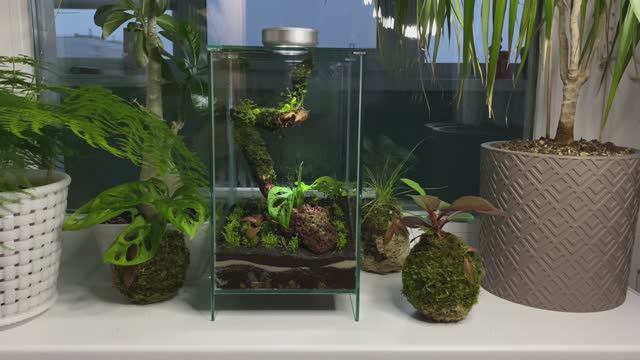 Флорариум своими руками смотреть онлайн
