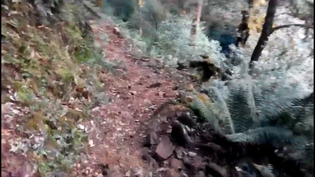 Высоко под небесами Юньнань: горная дорога ~2.700 метров, лес заповедных древних чайных деревьев. смотреть онлайн
