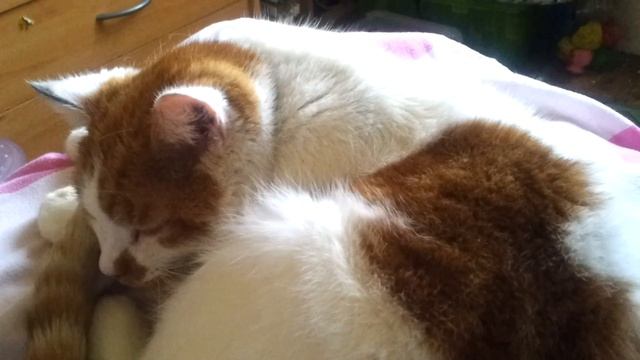 video requests? смотреть онлайн