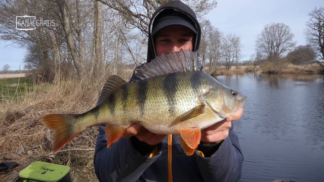 Fishing Perch With Shrimp In Small River - Learn How! | Team Galant