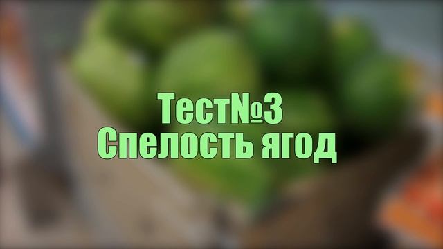 Типичная Москва #3 - Лучшие "московские" арбузы смотреть онлайн