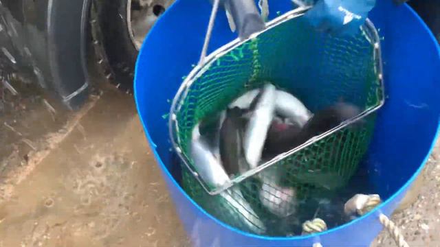 Приход форели смотреть онлайн