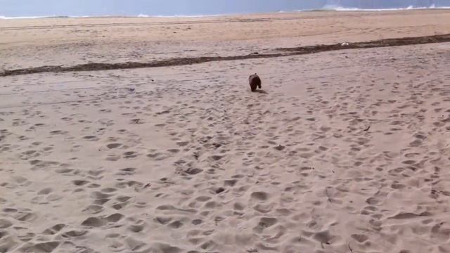 Chester Adventures: The Beach смотреть онлайн