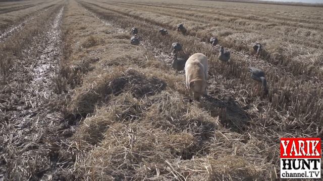 Охота на гуся*Goose hunting*Скрадок-как сделать? смотреть онлайн