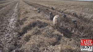 Охота на гуся*Goose hunting*Скрадок-как сделать?