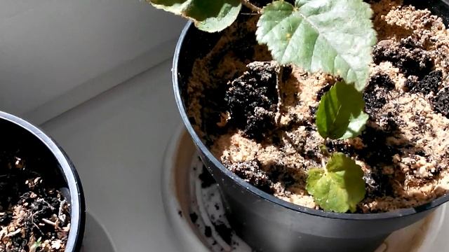 Ели,сосны,березы и дубы...Смешанный лес на окне смотреть онлайн