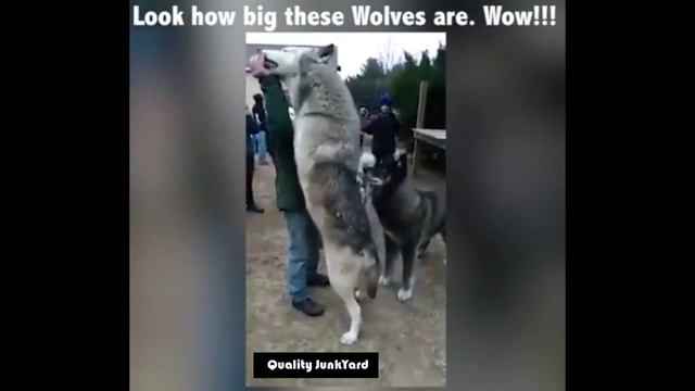 Huge Wolves - These Wolves are Giant Size смотреть онлайн