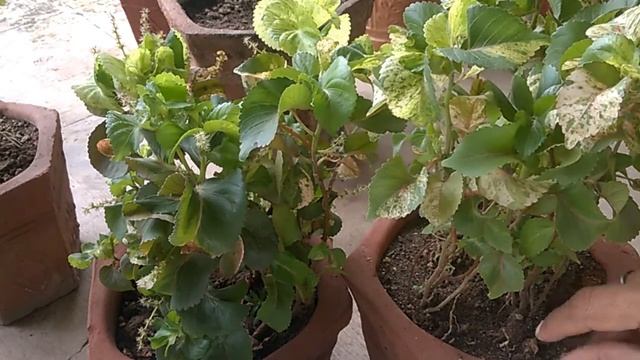 ACALYPHA WILKESIANA CARE AND TIPS смотреть онлайн