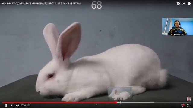 Папич смотрит видео про кролика и собаку,первый аудиодонат! смотреть онлайн