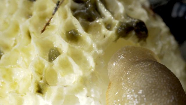 Close-up of a slug feeding on a common stinkhorn fungus, with a fly landing on its head, UK смотреть онлайн