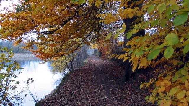 Canon PowerShot sx530 hs, Beautiful Forest Photos Test, Sample Pictures, Trees, Nature смотреть онлайн