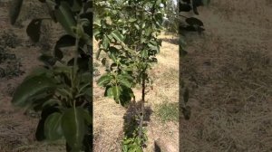 Инсектицид БИ 58 Новый. Уничтожаем тлю