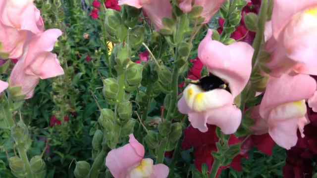 IMG 3659 смотреть онлайн