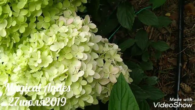 27июля2019 Цветение спустя 2недели Карликовой Метельчатой Гортензии Magical Andes✌️? смотреть онлайн